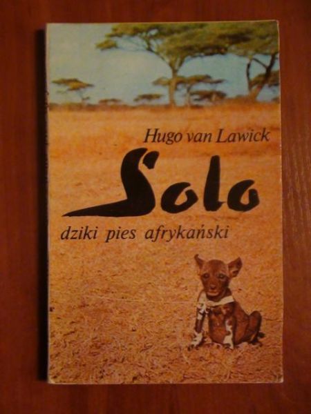 Solo dziki pies