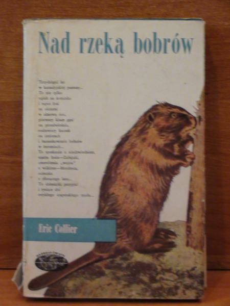 Nad rzeką bobrów