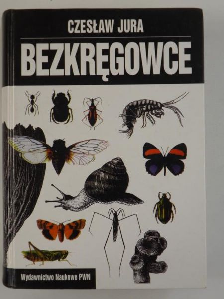 Bezkręgowce