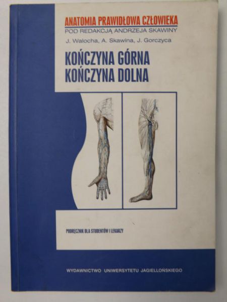 Kończyna górna. Kończyna dolna