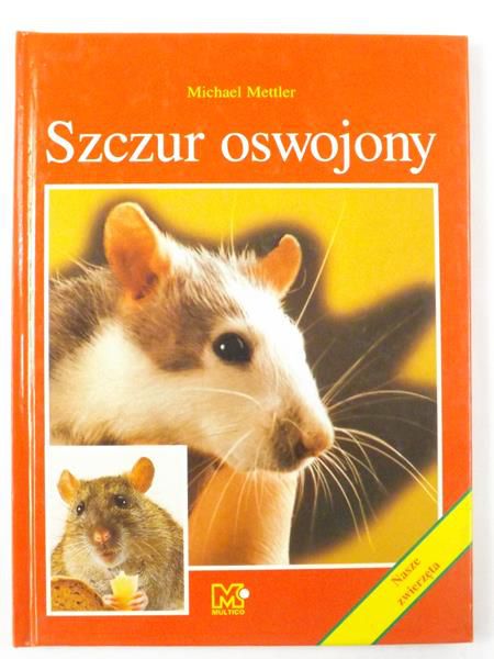 Szczur oswojony
