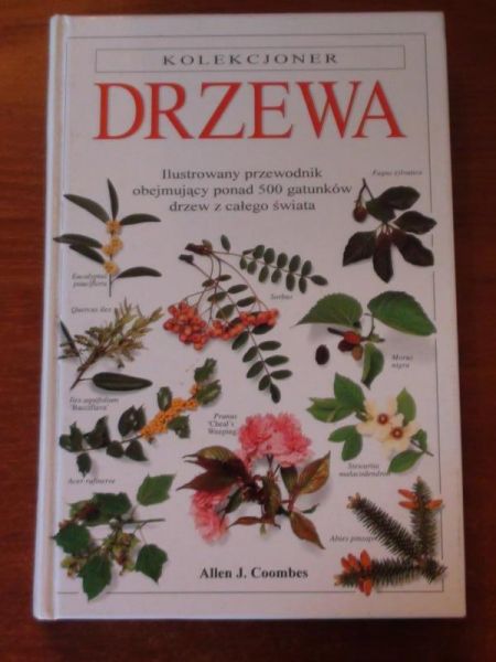 Drzewa