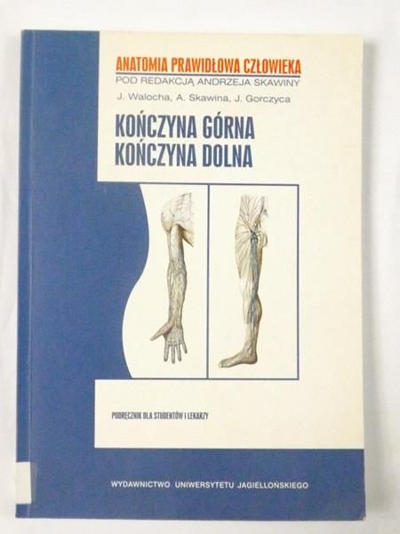 Kończyna górna, kończyna dolna