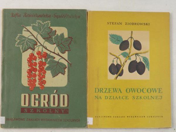 Drzewa owocowe na działce szkolnej  Ogród szkolny