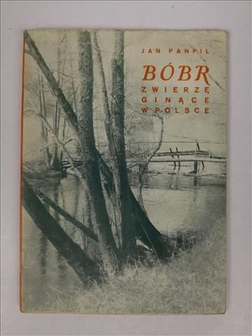 Bóbr. Zwierzę ginące w Polsce