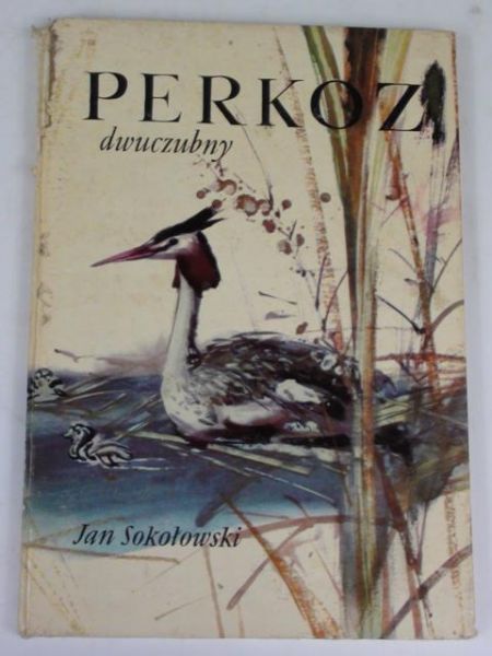 Perkoz dwuczubny
