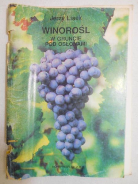 Winorośl w gruncie pod osłonami