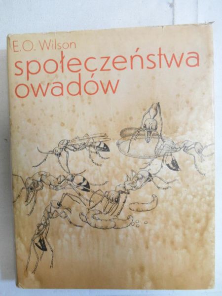 Społeczeństwa owadów