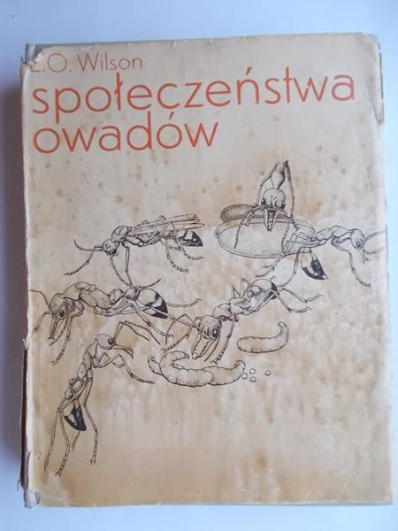 Społeczeństwa owadów