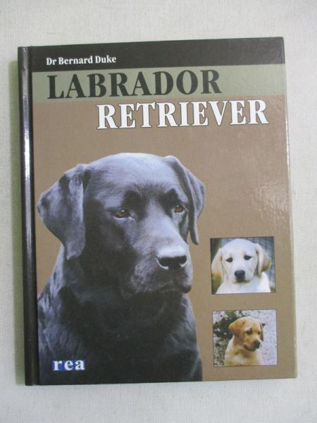Labrador retriever