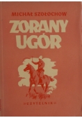 Zorany ugór, 1949 r.