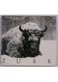 Żubr