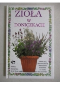 Zioła w doniczkach