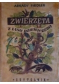 Zwierzęta z lasu dziewiczego, 1946 r.