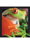 Pocztówka 3D Żaba