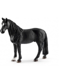 Wałach rasy Tennessee Walker