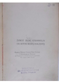 Żywot Błog. Gabryela od Matki Bożej Bolesnej, 1911 r.