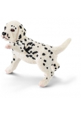 Dalmatyńczyk szczenię
