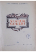 Śladem Gołębi, 1950 r.