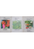 Folia w warzywnictwie gruntowym / Uprawa warzyw w gruncie / Szklarniowa uprawa warzyw