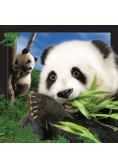 Pocztówka 3D Panda