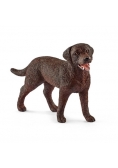 Labrador Retrieve suczka