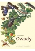 Owady