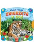 Maluch poznaje zwierzęta w zoo
