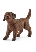 Labrador Retrieve szczeniak