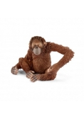 Orangutan samica
