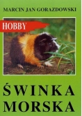 Świnka morska