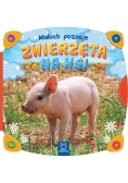 Maluch poznaje zwierzęta na wsi