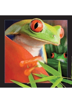 Magnes 3D - Żaba