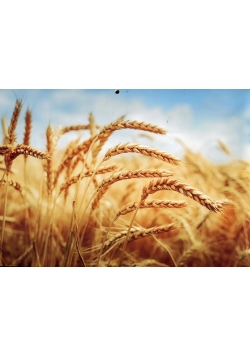 Kalendarz 2018 trójdzielny Łany zbóż