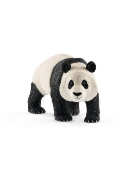 Panda wielka samiec