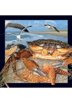 Magnes 3D - Krab