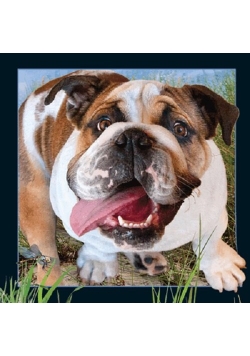 Pocztówka 3D - Buldog