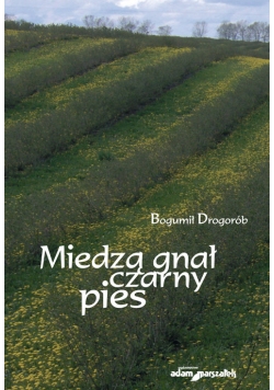 Miedzą gnał czarny pies