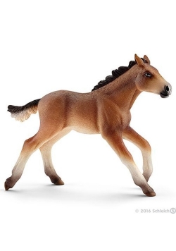 Mustang źrebię