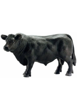 Byk czarny Angus