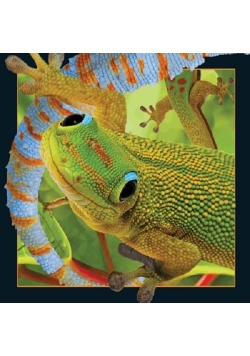 Pocztówka 3D - Gekon