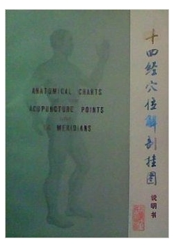 Anatomical charts of the acupuncture points an 14 meridians