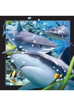 Magnes 3D - Rekin