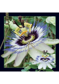 Magnes 3D - Passiflora