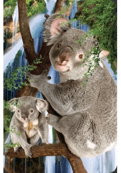 Minikartka 3D - Koala