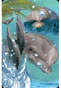 Minikartka 3D - Delfin