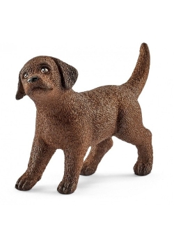 Labrador Retrieve szczeniak