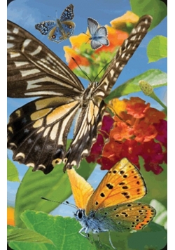 Minikartka 3D - Motyl