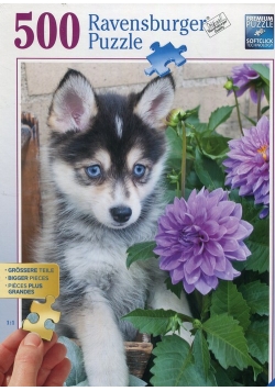 Puzzle 500 Szczeniak husky