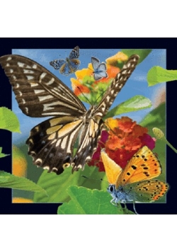 Magnes 3D - Motyl